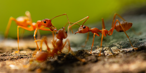 Phase Transition in Ant Colonies