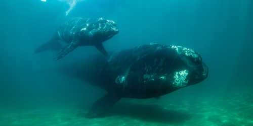 Whale Calls Reveal an Unexpected Wave Effect