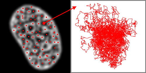 Cancer Sets DNA in Motion